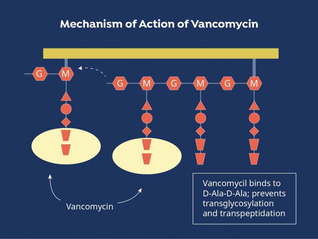 vancomycin mechanism of action
